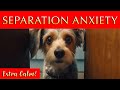 10 Hours of Deep Separation Anxiety Music for Dogs | How to Relax Your Dog With Calming Music