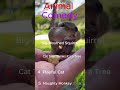 Funniest Animal Moments Compilation 🐒🐱🐿️  #animals  #funny #shorts