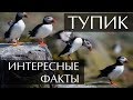 Птица Тупик - интересные факты