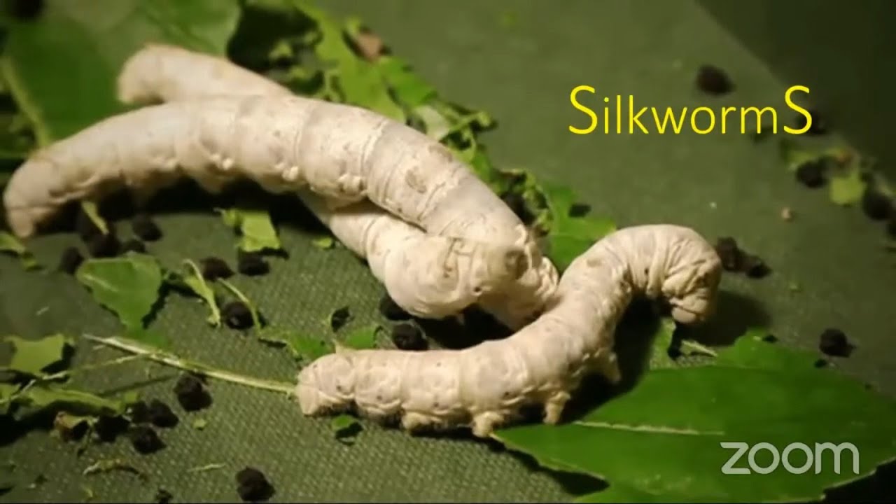 𝐒𝐄𝐑𝐈𝐂𝐔𝐋𝐓𝐔𝐑𝐄 | AgriHORTICO's WORLD