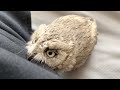 うちのフクロウが甘えてきました…