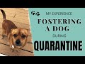 Fostering a Dog During Quarantine | My Second Foster Dog Experience