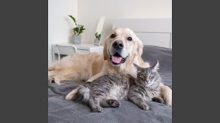 Soft Whispers For Animals