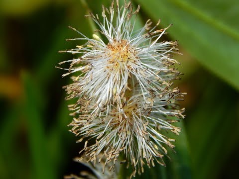 Ежеголовник всплывающий, Sparganium emersum, їжача голівка спливаюча