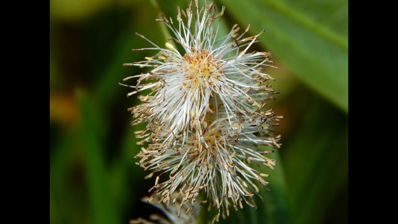 Ежеголовник всплывающий, Sparganium emersum, їжача голівка спливаюча