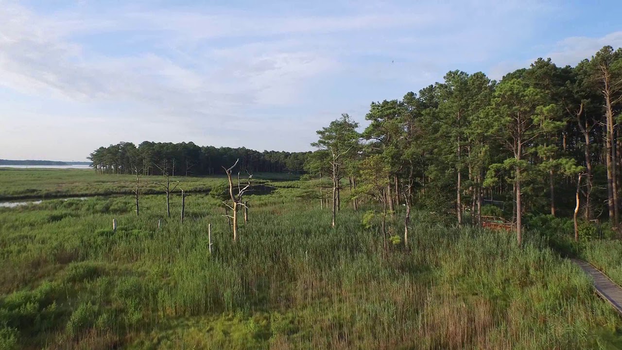 Maryland Wetland Drone Video
