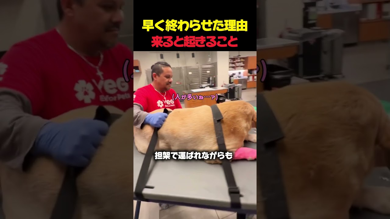 レトリバーが救急病院に来ると起きること