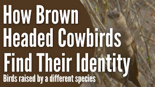 How Brown Headed Cowbirds Discover Their Identity - Birds Raised by Another Species