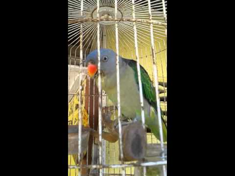 Burung Puling Bercakap By Mohd Azrain Muda