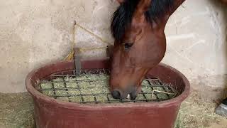 Alimentación y Nutrición de los Caballos Españoles de Caballeriza en Agua Zarca 🐴