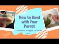 How to Bond With and Tame Your Parrot | Cockatiels, Conures, Budgies etc | WarGamingParrot