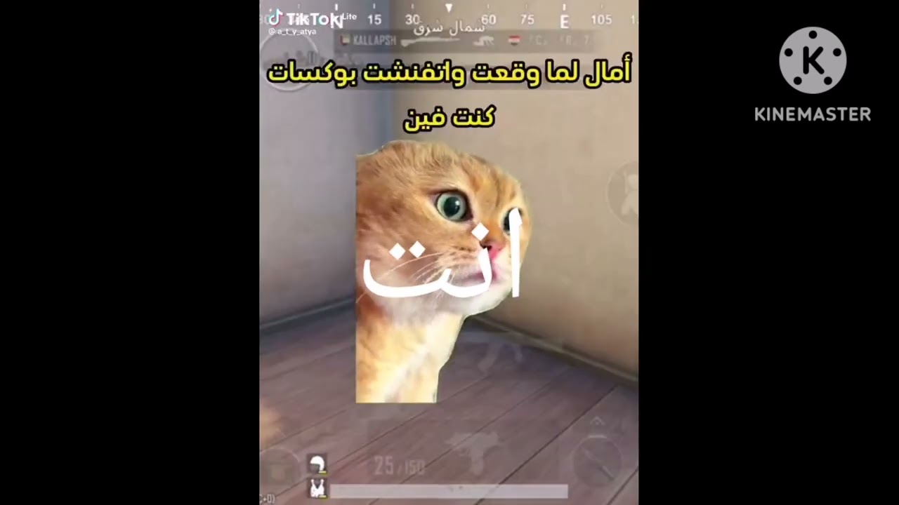 FOUR BFB CATS MEME NO YES