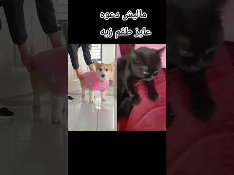 عنده خروجه هههههههه اضحك معانا وفك وفرفش ودوس اشتراك