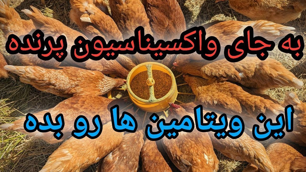 کاهش تلفات پرنده , قوی کردن سیستم ایمنی پرنده , ویتامین هایی که باعث کاهش تلفات میشه