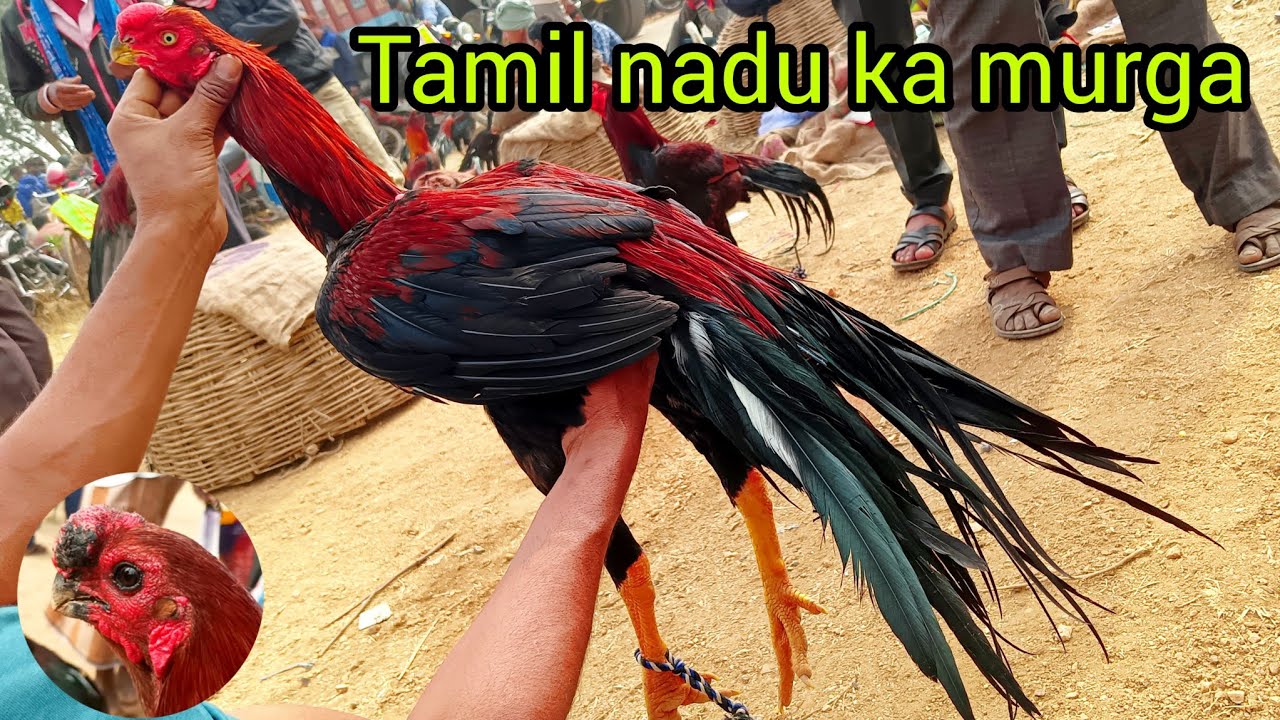 Murga market balarampur