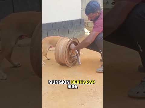 Anjing yang terjebak di dalam velg roda tua #dog #youtubeshorts #shorts #viral