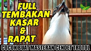 Kicau Pentet Terbaik No #1❗Masteran Pancingan Cendet Isian Tembakan JOSS  #cendet #masterancendet