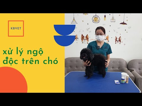 Video: 3 cách để kiểm tra bệnh hắc lào ở chó