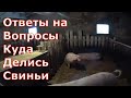 Почему держу мало свиней/Порода свиней/Вентиляция сарая/ IP камера