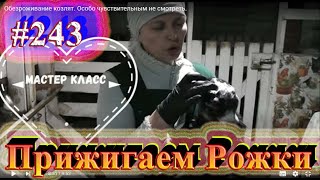 Обезроживание козлят. Особо чувствительным не смотреть.