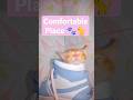 Comfortable place  bruno official  ltd  shorts catsleeping comfortableplacecatlover cat