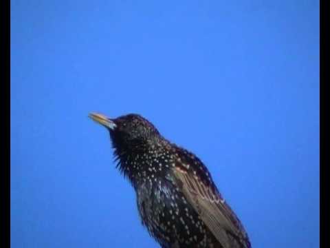 песня скворца диктант. продолжительность жизни скворца. весенняя песня скворцов слушать. скворец уральский. фадеева песня скворца.