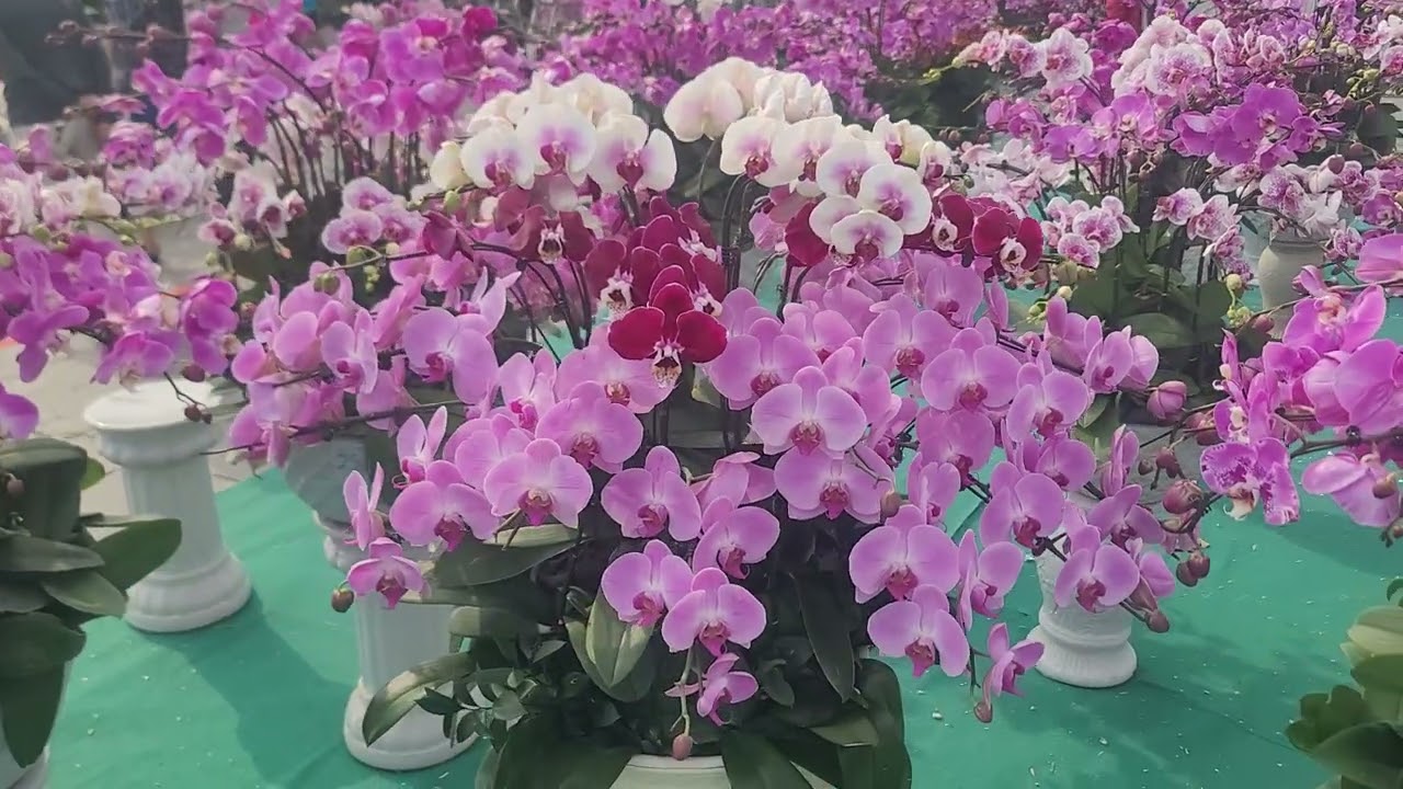 Ngắm hoa chiều cuối năm