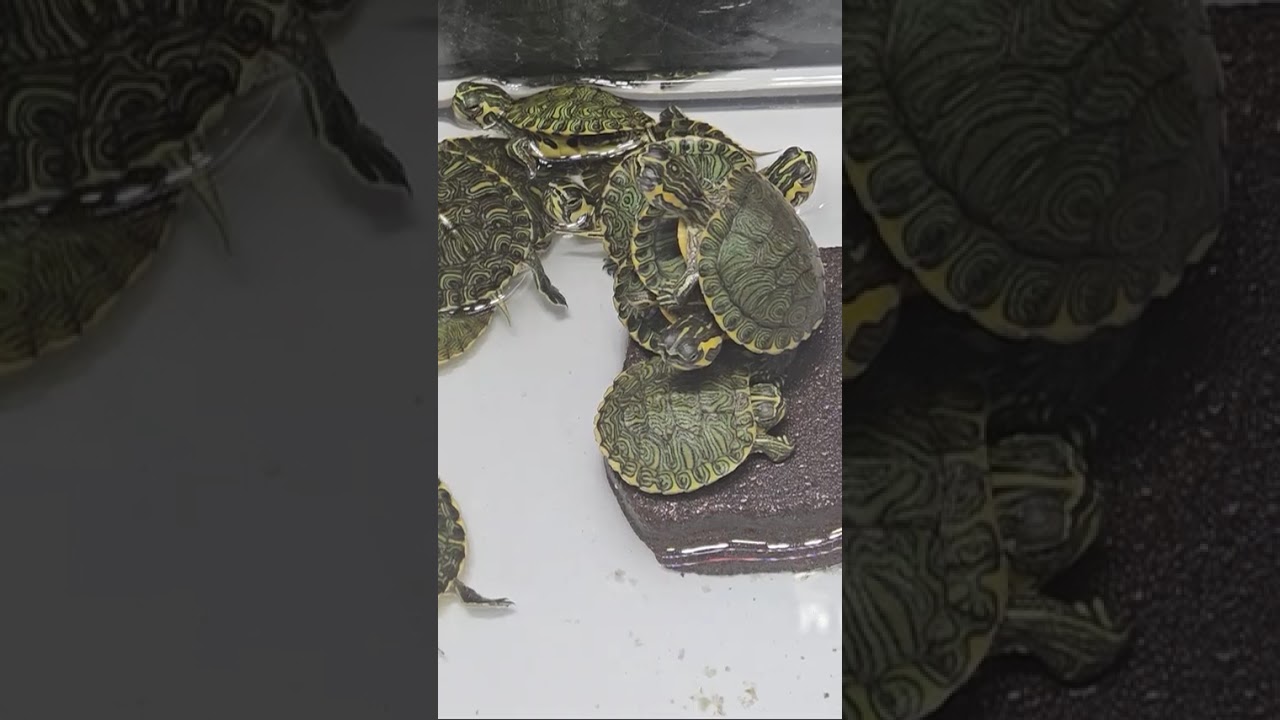 Animals Baby Turtles Learning Important Skills