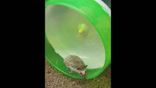 Gotta go fast