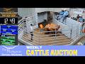 DURANT STOCKYARDS | Weekly All-Class Cattle Auction #OklahomaCattle #cattleprices | 6.11.26