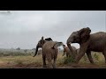 Tokwe Chases After Bubi! | The Other Elephants React to the Dramatic Moment