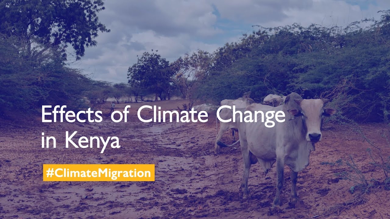 Effects of Climate Change in Kenya #ClimateMigration - YouTube