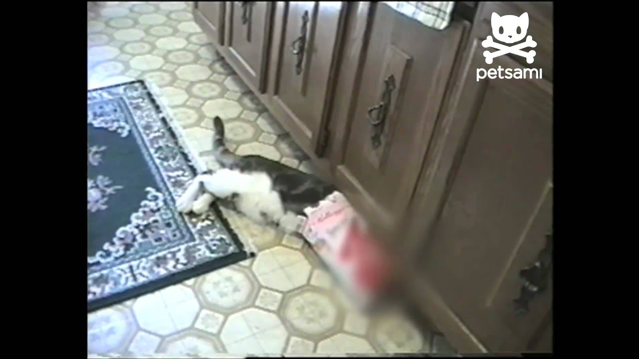 Cat tries to get cereal box toy