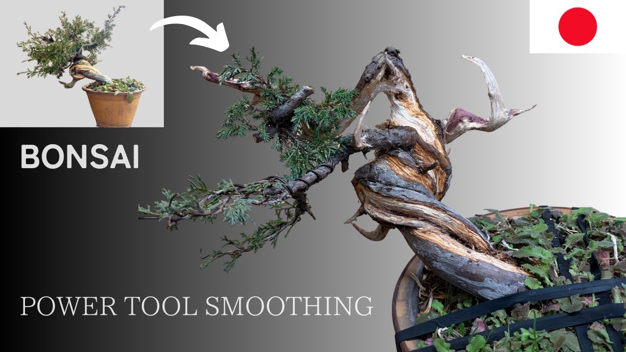 Shimpaku Juniper Bonsai｜Smoothing Jin & Shari for a Finer Finish【ASMR】
