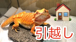 【フトアゴヒゲトカゲ】狭くなったので広いお家（ケージ）に引っ越します