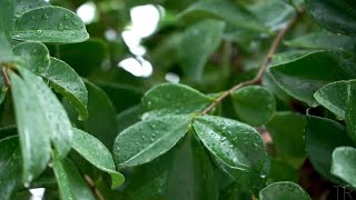 Franz Gordon - days of healing (piano with soft rain sound)