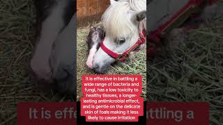 Treating Your Foal’s Navel at Birth 🐴 | Foaling Basics & Tips