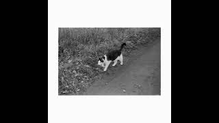 1932 Leica Standard with different lenses #leica #bnwphotography #ishootfilm #vintagecamera