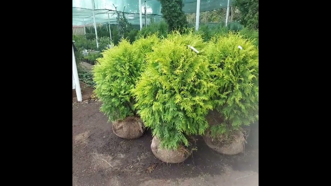 Голден глоб