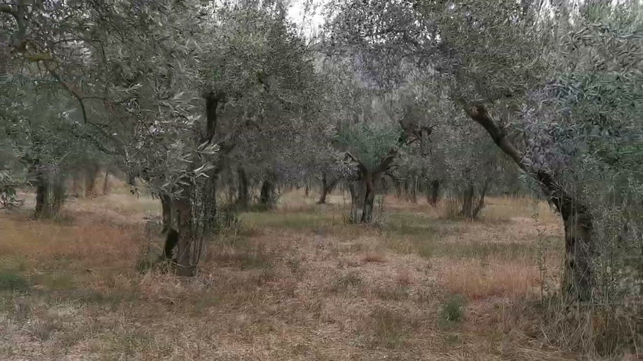 2023.10.20 Poreta 3: går meg vill i olivenlinden