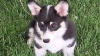 Pembroke Welsh Corgi Puppy by Puppy Parent 246 views 8 years ago 1 minute, 12 seconds