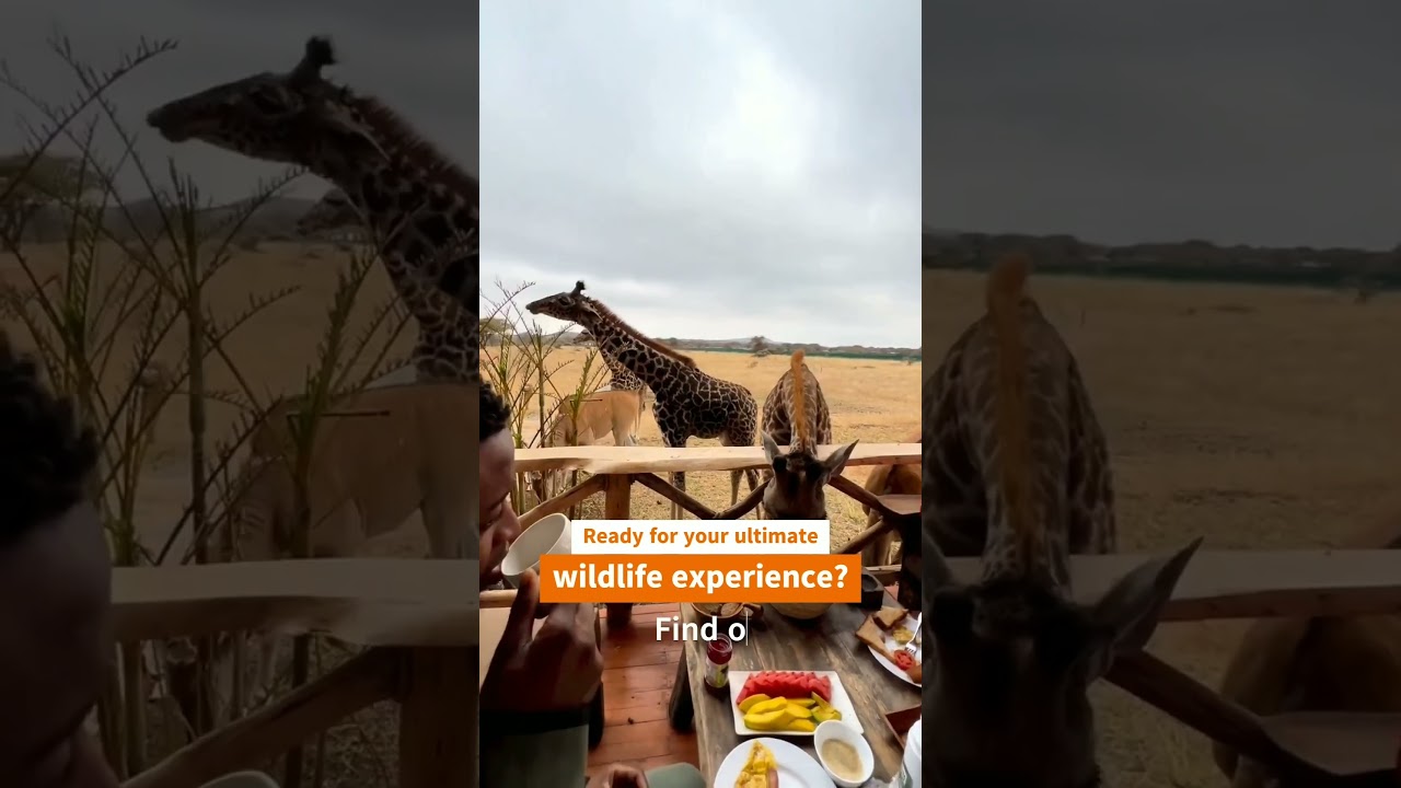 Extraordinary Tanzania Wildlife Experiences! ✨