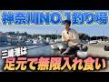 【三浦半島三崎港】アジ イワシ サバがずっと入れ食い！足元サビキ釣りで誰でも爆釣！泳がせ釣りでは今回も…