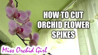 How to cut flower spikes on different orchids
