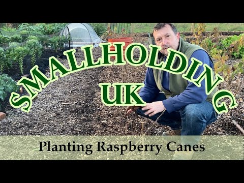 Planting Raspberry Canes
