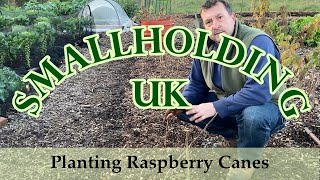 Planting Raspberry Canes