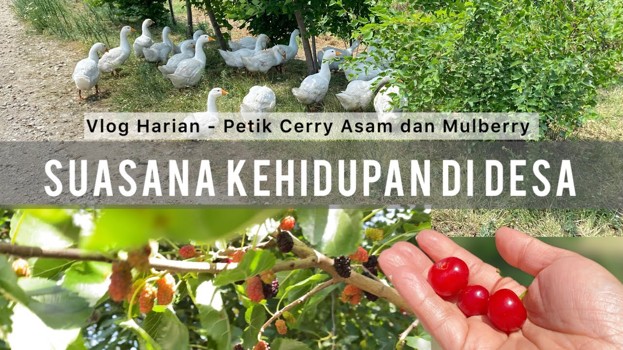 Kehidupan di Desa Eropa Timur: Belanja ke Toko & Petik Buah Vișina Cherry Asam & Mulberry di Alam 🌿🍒