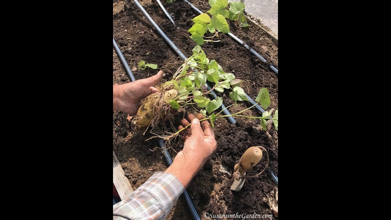 Sweet Potato Harvest in Zone 5b Everyone Can Grow a Garden (2022) 40
