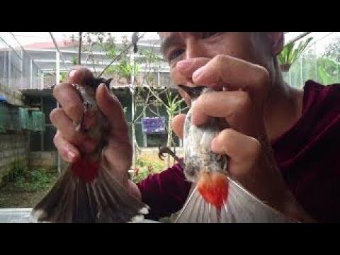 Cách chọn và nuôi chim chào mào | Diễn Đàn Chim Cảnh Việt Nam