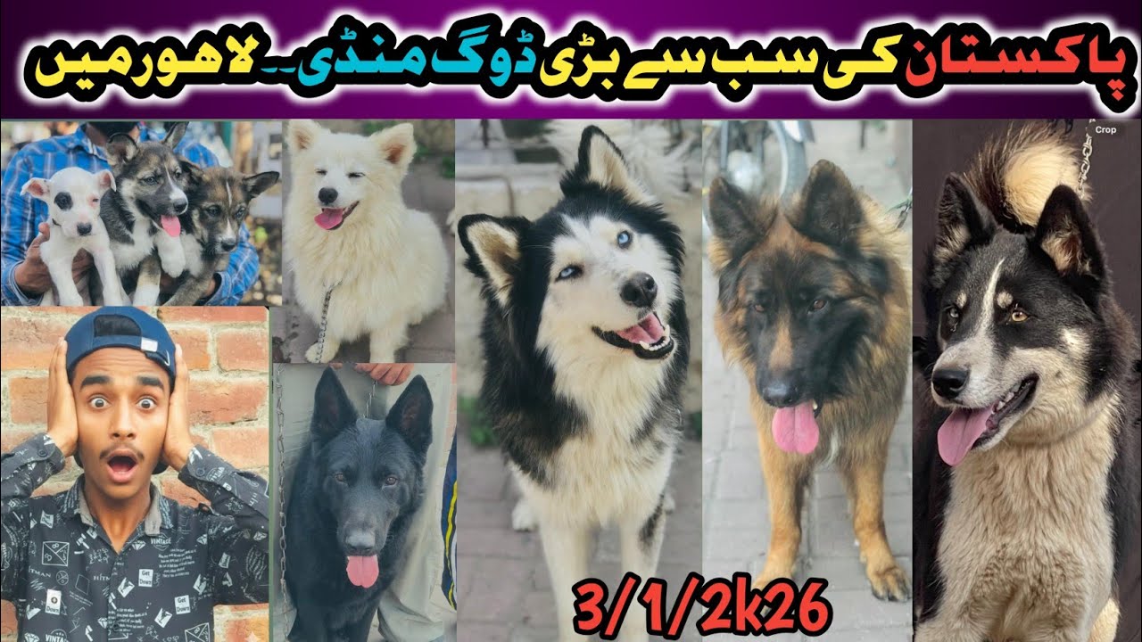 all breed in this video | gsd Rottweiler husky | 🫨🫨